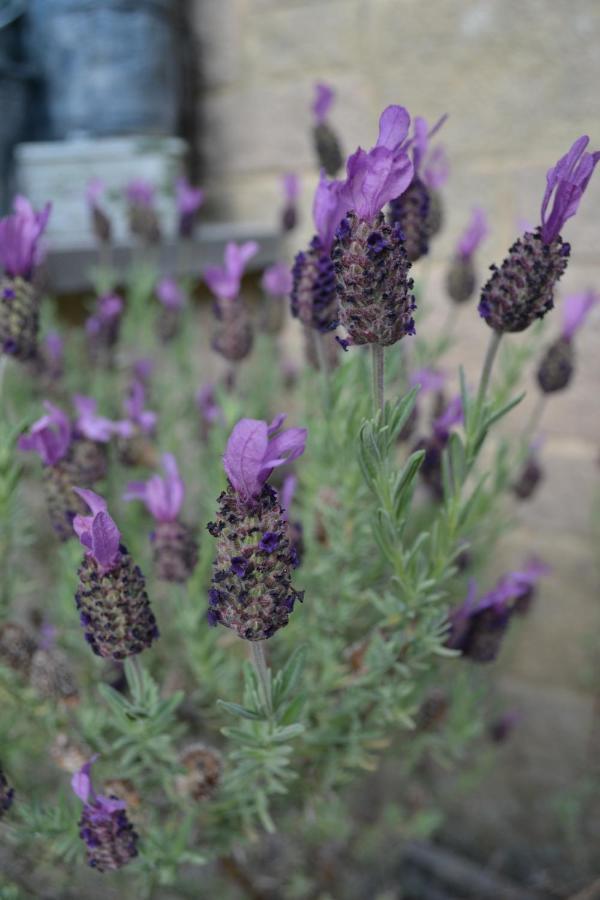 Castle Green Bed And Breakfast Ashbourne  Esterno foto